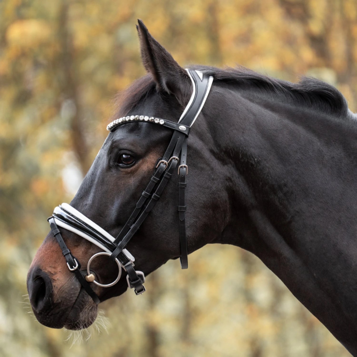 Ogłowie Zora Kavalkade z nachrapnikiem szwedzkim - KavalSH4 - Cavalo