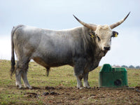Poidło izolowane THERMOLAC kulowe 40 l La Buvette - Cavalo