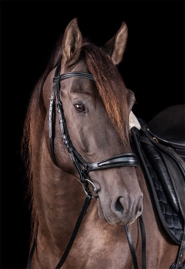 Ogłowie anatomiczne bezwędzidłowe Schockemohle "Equitus Theta" Black/Silver - Cavalo
