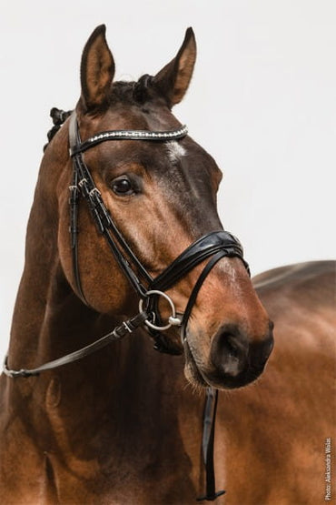 Ogłowie skórzane nachrapnikiem szwedzkim Schockemohle "Brantford" Espresso/Silver - Cavalo