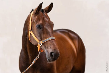 Schockemohle Kantar Memphis orange - Cavalo